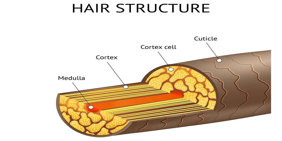 ساختار مو